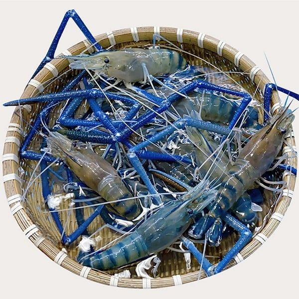 Tôm Càng Xanh Sống